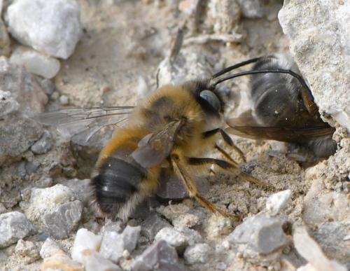 Réf. 247 544 : Eucera nigrilabris